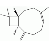 β-石竹烯 CAS:87-44-5 中藥對照品標準品