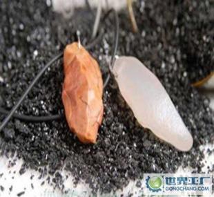 炫要此刻 樓蘭漠玉好運(yùn)石引領(lǐng)時尚新潮流